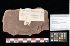 Foto (Objekt + Etikett) von Cyperites strictus Ettingshausen (NHMW-GEO-2024-0188-0396)